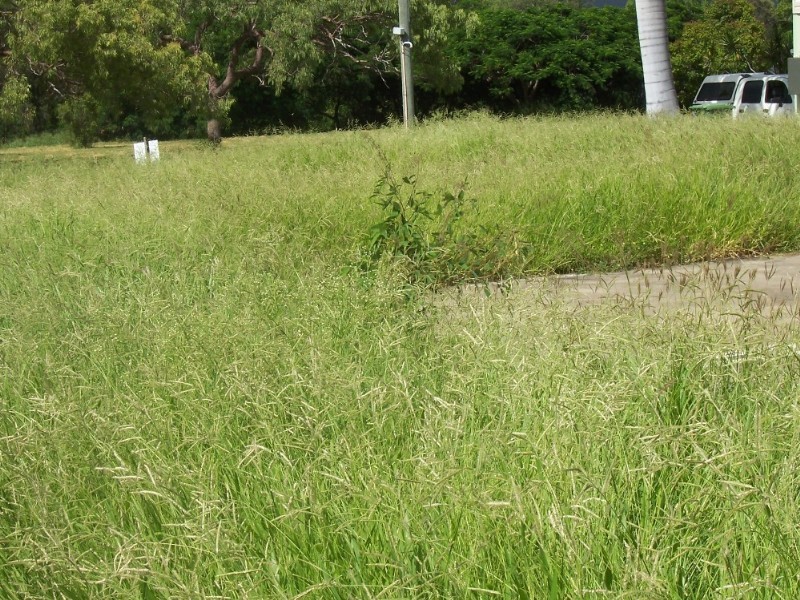 43 Walker Street, Collinsville QLD 4804