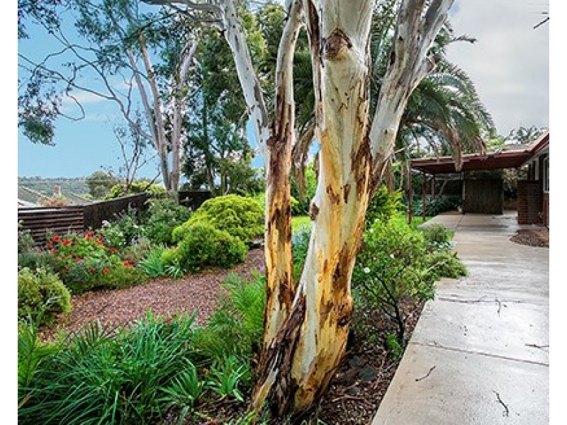 25 Witton Street, Flagstaff Hill SA 5159