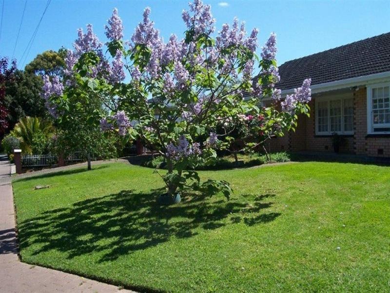 15 Richardson Avenue, Tranmere SA 5073