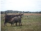 - Bells Road, Yarranlea QLD 4356