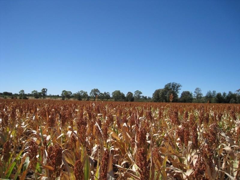 - North Dulacca Hall Road, Miles QLD 4415