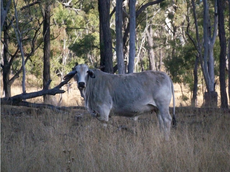 L1 & 2 Saddletop Road, Upper Pilton QLD 4361