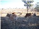 L1 & 2 Saddletop Road, Upper Pilton QLD 4361
