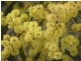 Lot 11 Table Top Road, Withcott QLD 4352