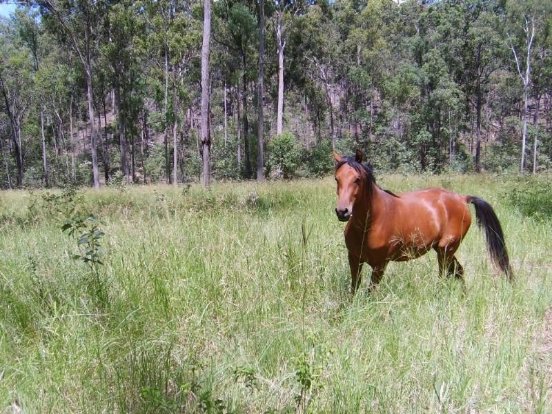 55 McGarvas Road, Helidon QLD 4344