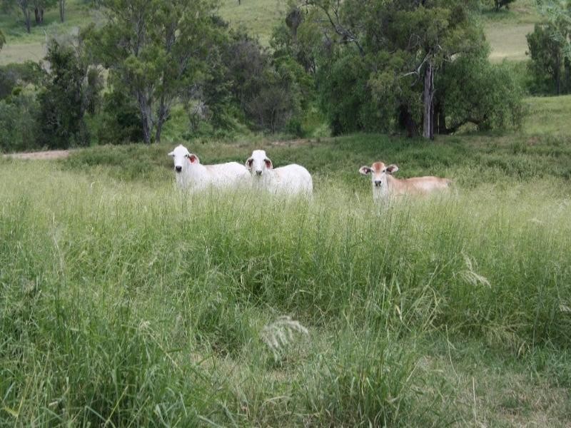 Toowoomba QLD 4350