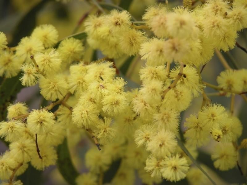 Lot 8 Table Top Road, Withcott QLD 4352