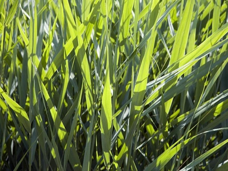 6 Grundy Street, Westbrook QLD 4350