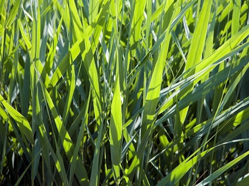 8 Brodie Street, Mount Lofty QLD 4350