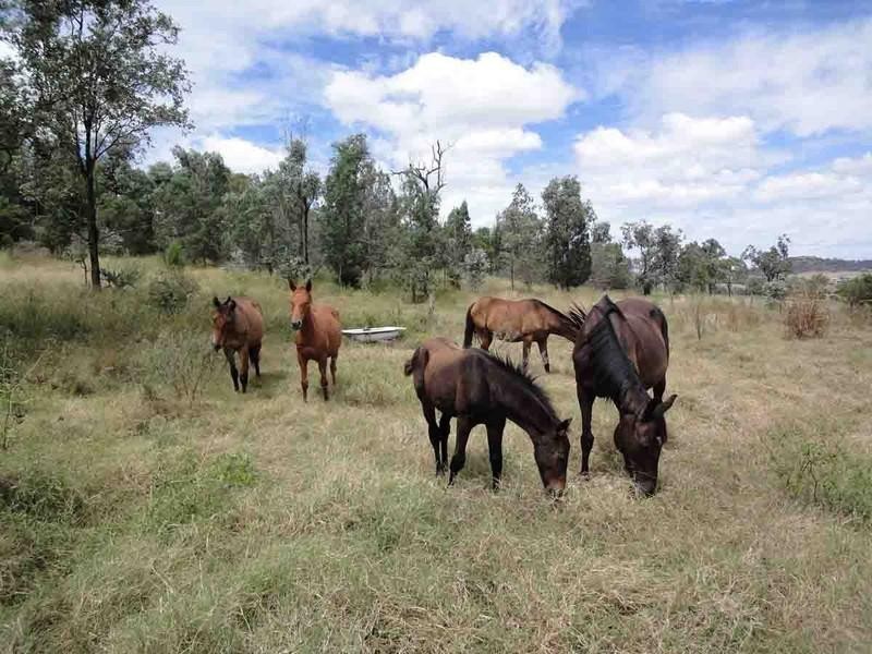 317 Beauaraba Road, Linthorpe QLD 4356