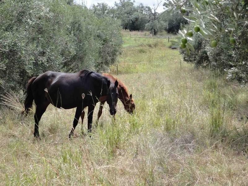 317 Beauaraba Road, Linthorpe QLD 4356