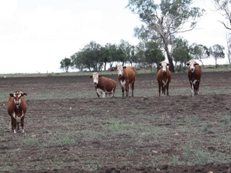 31 Valera Road, Pittsworth QLD 4356