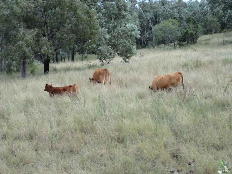 317 Beauaraba Road, Linthorpe QLD 4356