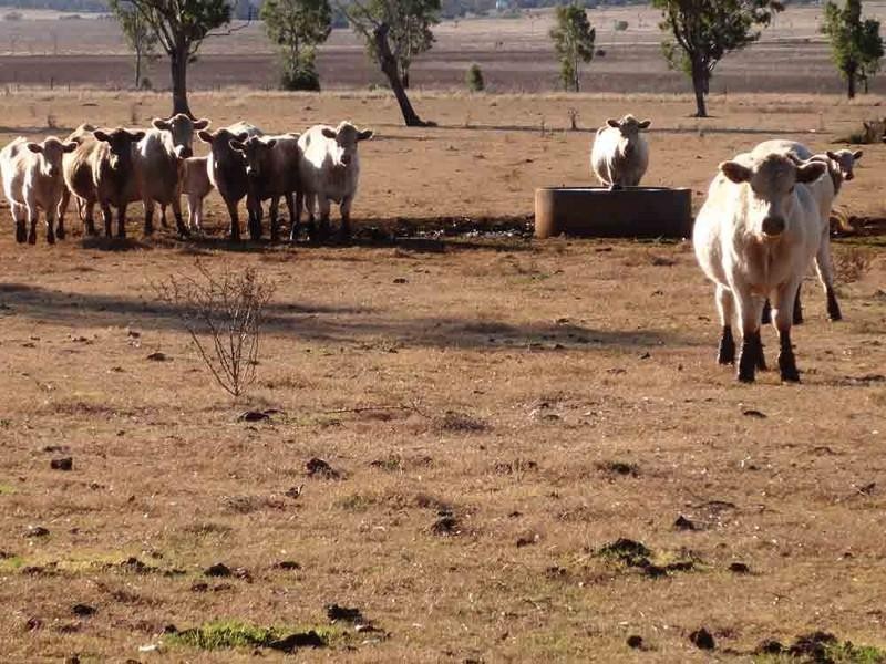 1071 Oakey-Pittsworth Road, Aubigny QLD 4401