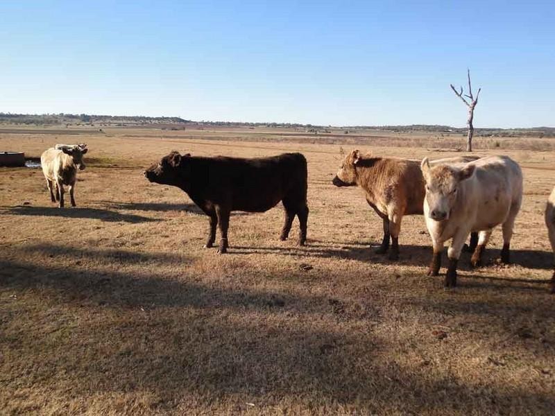 1071 Oakey-Pittsworth Road, Aubigny QLD 4401