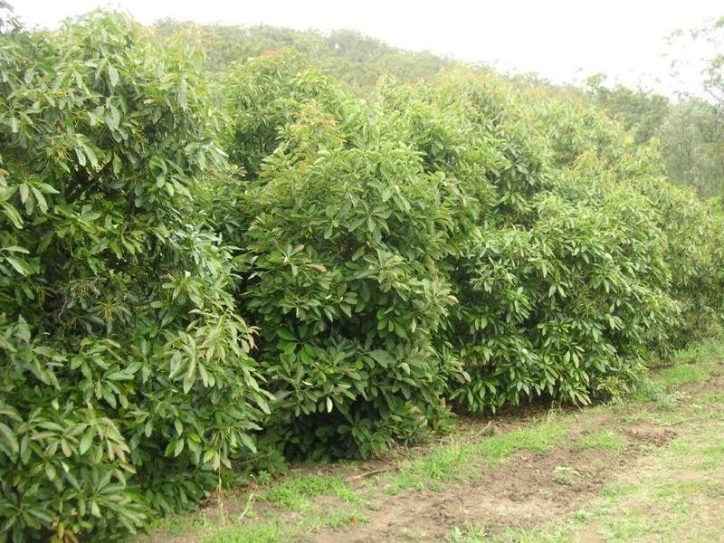 1784 Flagstone Creek Road, Upper Flagstone QLD 4344