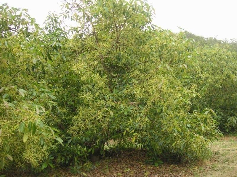 1784 Flagstone Creek Road, Upper Flagstone QLD 4344