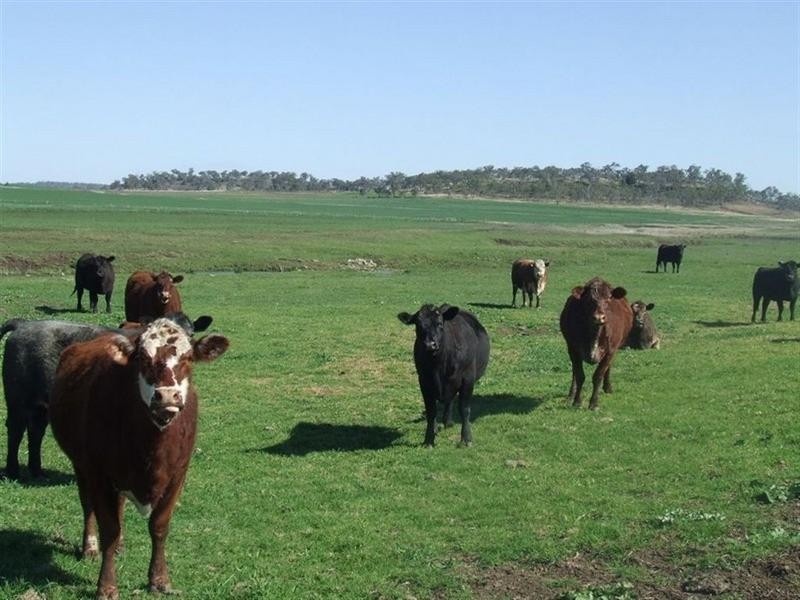 168 Richardsons Road, Southbrook QLD 4363