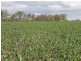 821 Clifton Pittsworth Road, Back Plains QLD 4361