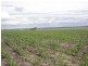 821 Clifton Pittsworth Road, Back Plains QLD 4361