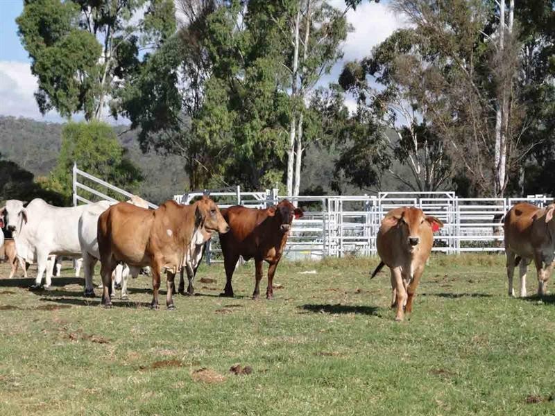 31 Macginley Road, Greenmount East QLD 4359