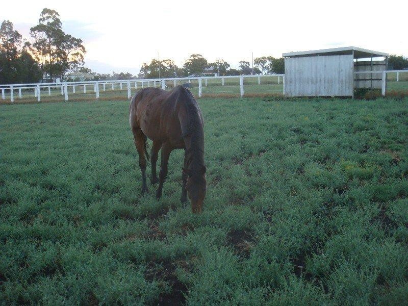 562 Drayton Wellcamp Road, Wellcamp QLD 4350