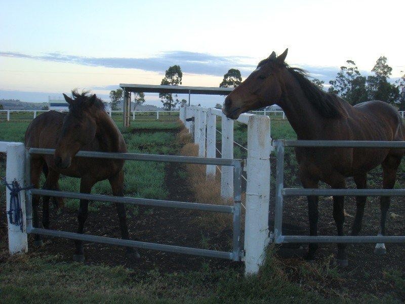 562 Drayton Wellcamp Road, Wellcamp QLD 4350