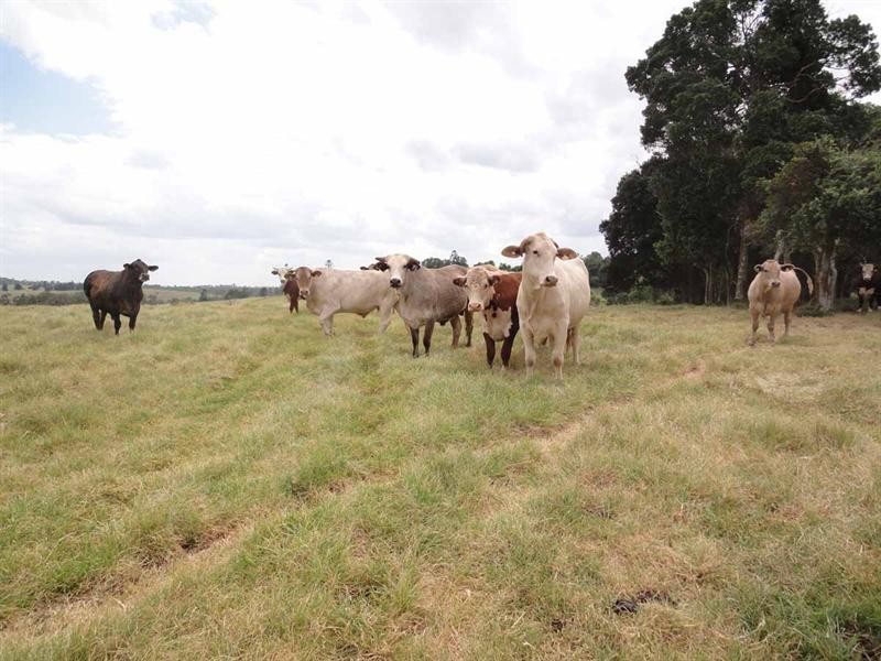 1164 New England Highway, Upper Yarraman QLD 4614