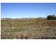 99 Bunkers Hill School Road, Westbrook QLD 4350
