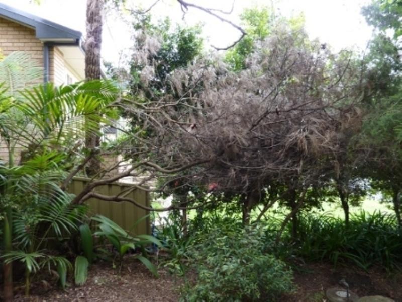 39 Athol Street, Woonona NSW 2517