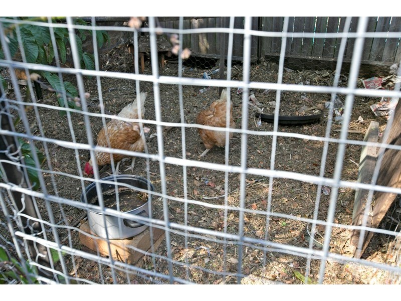 51 CARNATION Street, Wynnum QLD 4178