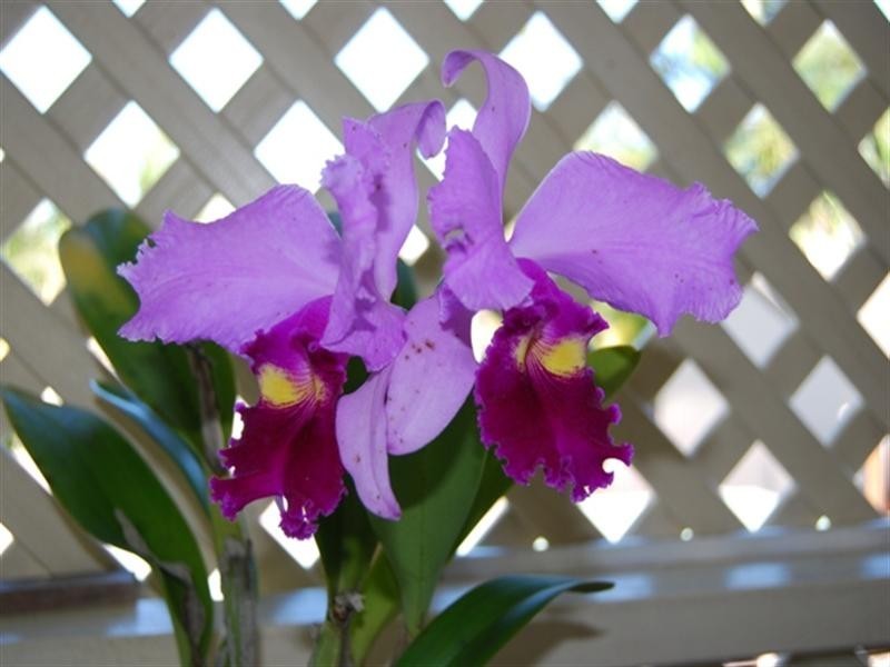 14 Leadale Street, Wynnum West QLD 4178