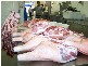 Yeppoon QLD 4703
