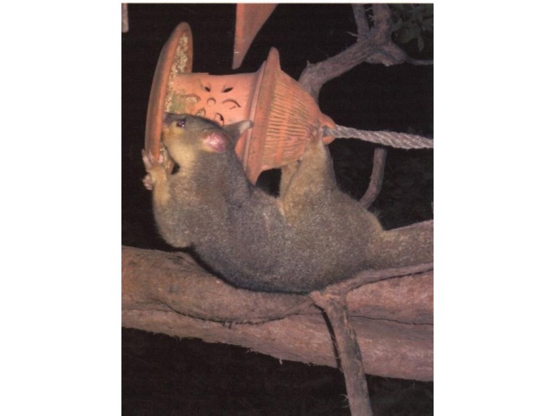 77 Emu Parade, Yeppoon QLD 4703