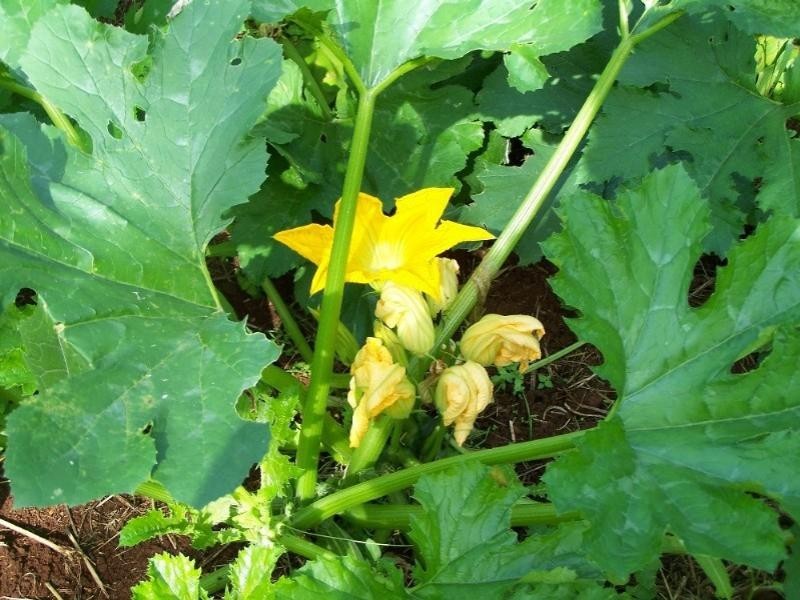 190 Mt Rae Road, Yeppoon QLD 4703