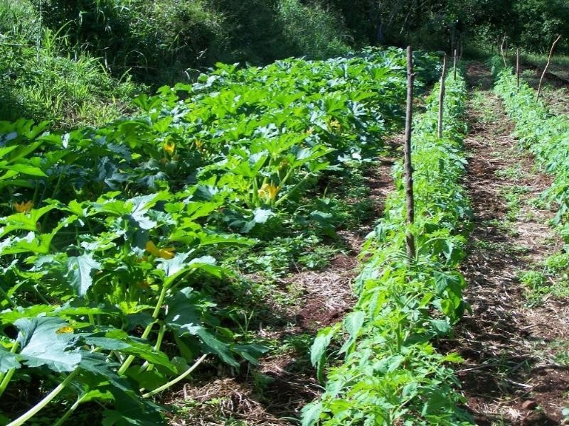 190 Mt Rae Road, Yeppoon QLD 4703