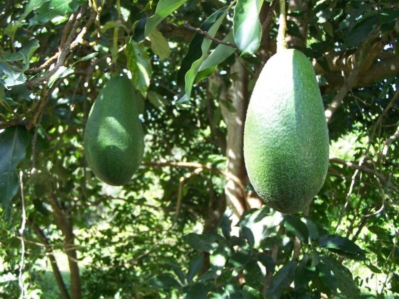 190 Mt Rae Road, Yeppoon QLD 4703