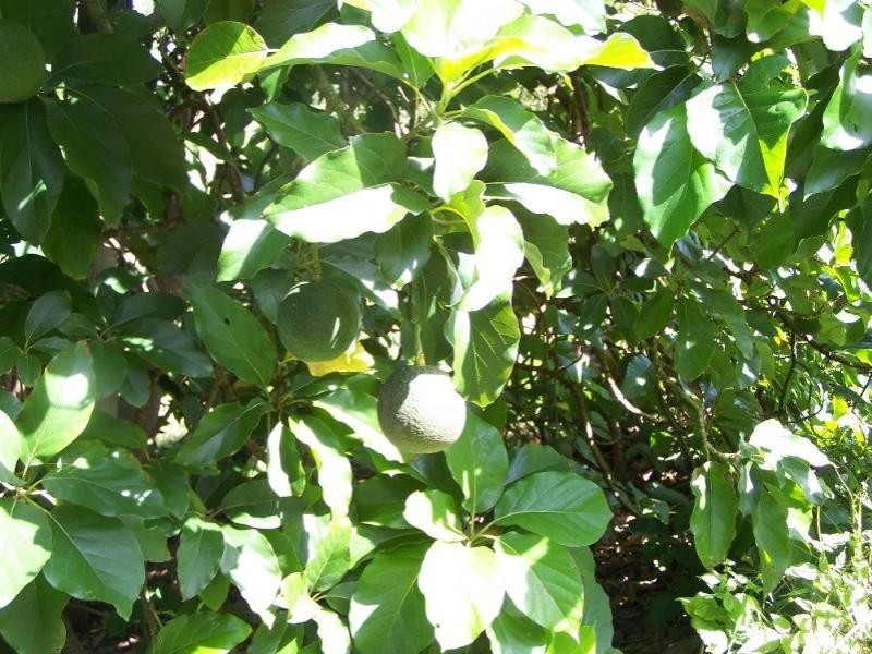 190 Mt Rae Road, Yeppoon QLD 4703