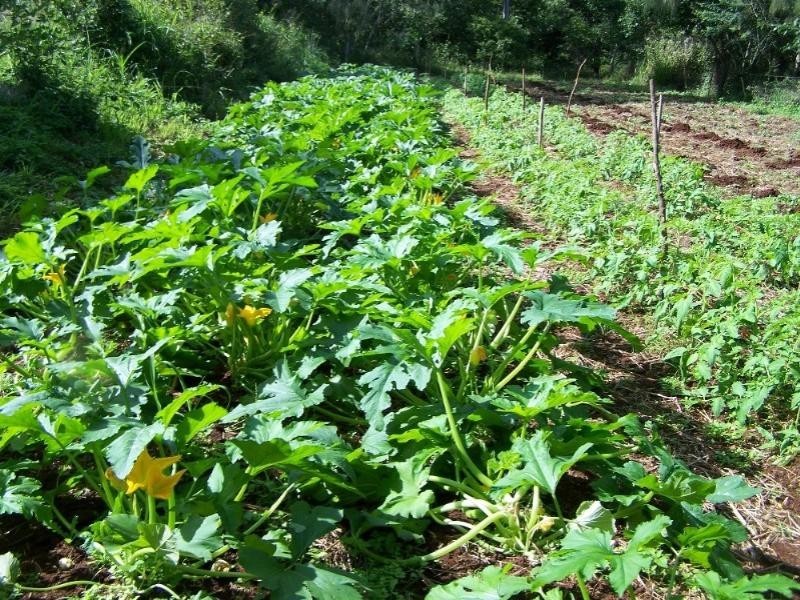 190 Mt Rae Road, Yeppoon QLD 4703