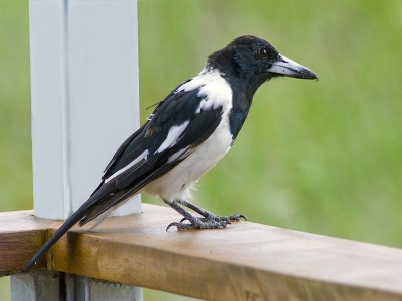 15 Banksia Place, Yeppoon QLD 4703