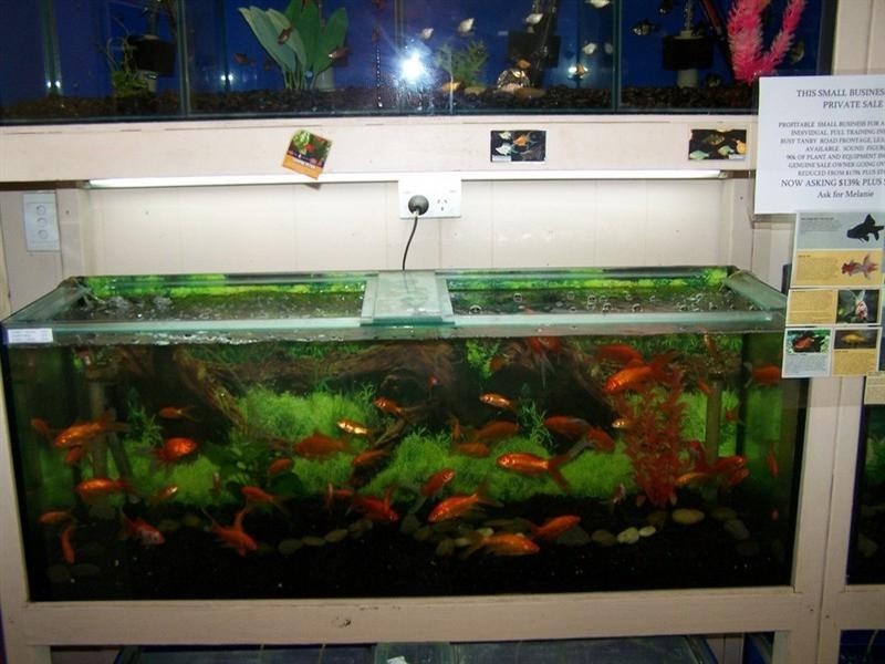 24 Tanby Road, Yeppoon QLD 4703