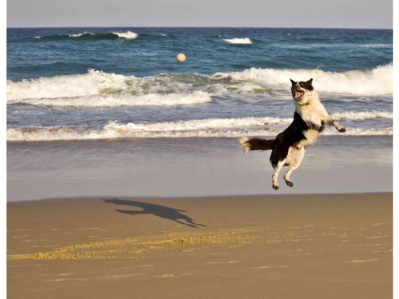 1 ‘Sea-Hi Court’, 122 Albatross Avenue, Mermaid Beach QLD 4218