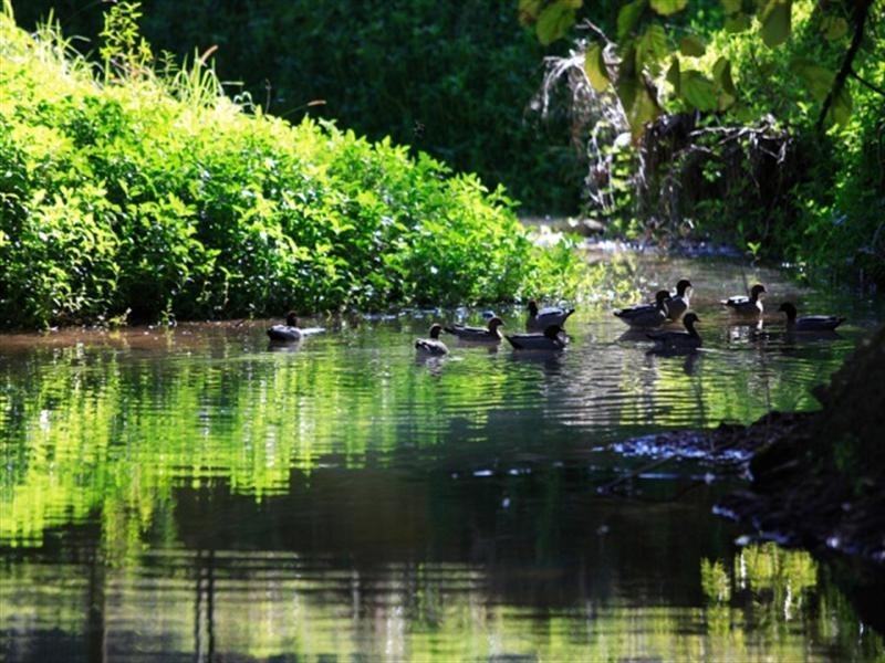 472 Tallebudgera Creek Road, Tallebudgera Valley QLD 4228