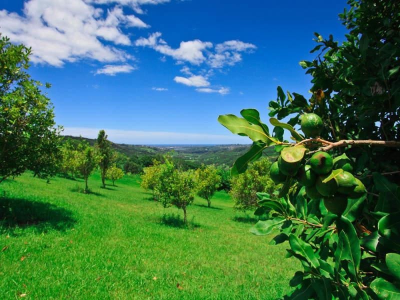 363 Carool Road, Carool NSW 2486