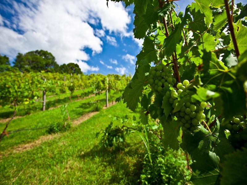 363 Carool Road, Carool NSW 2486