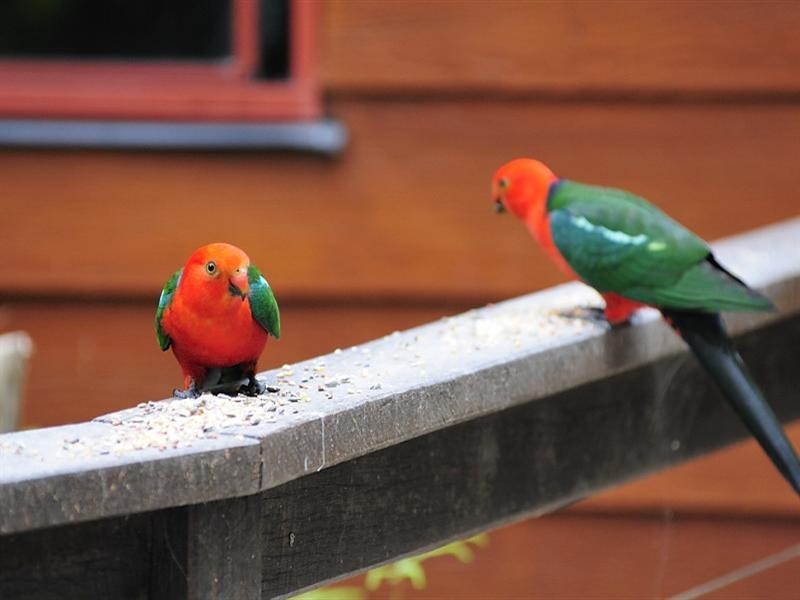 1526 Currumbin Creek Road, Currumbin Valley QLD 4223