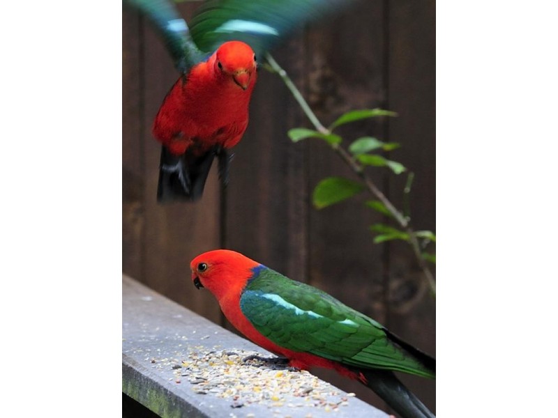 1526 Currumbin Creek Road, Currumbin Valley QLD 4223