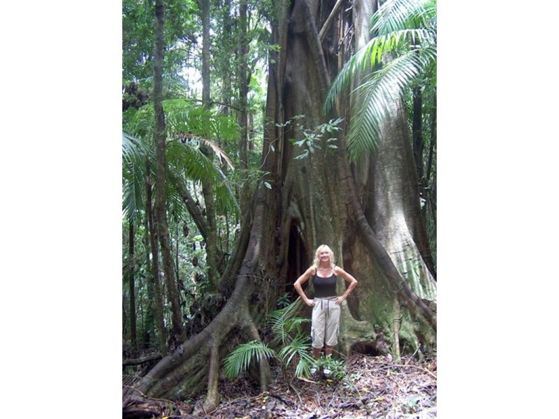 1526 Currumbin Creek Road, Currumbin Valley QLD 4223