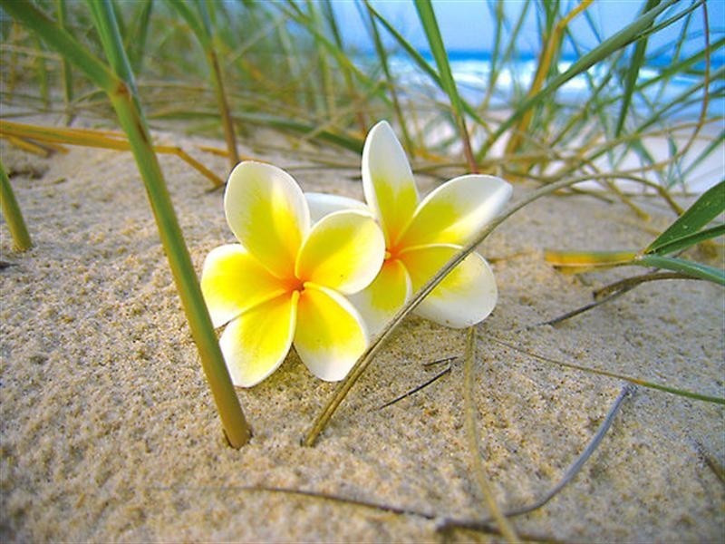 3/25 Thornton Street, Surfers Paradise QLD 4217