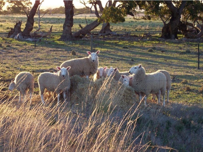 Section 70 Flinders Highway, Coulta SA 5607